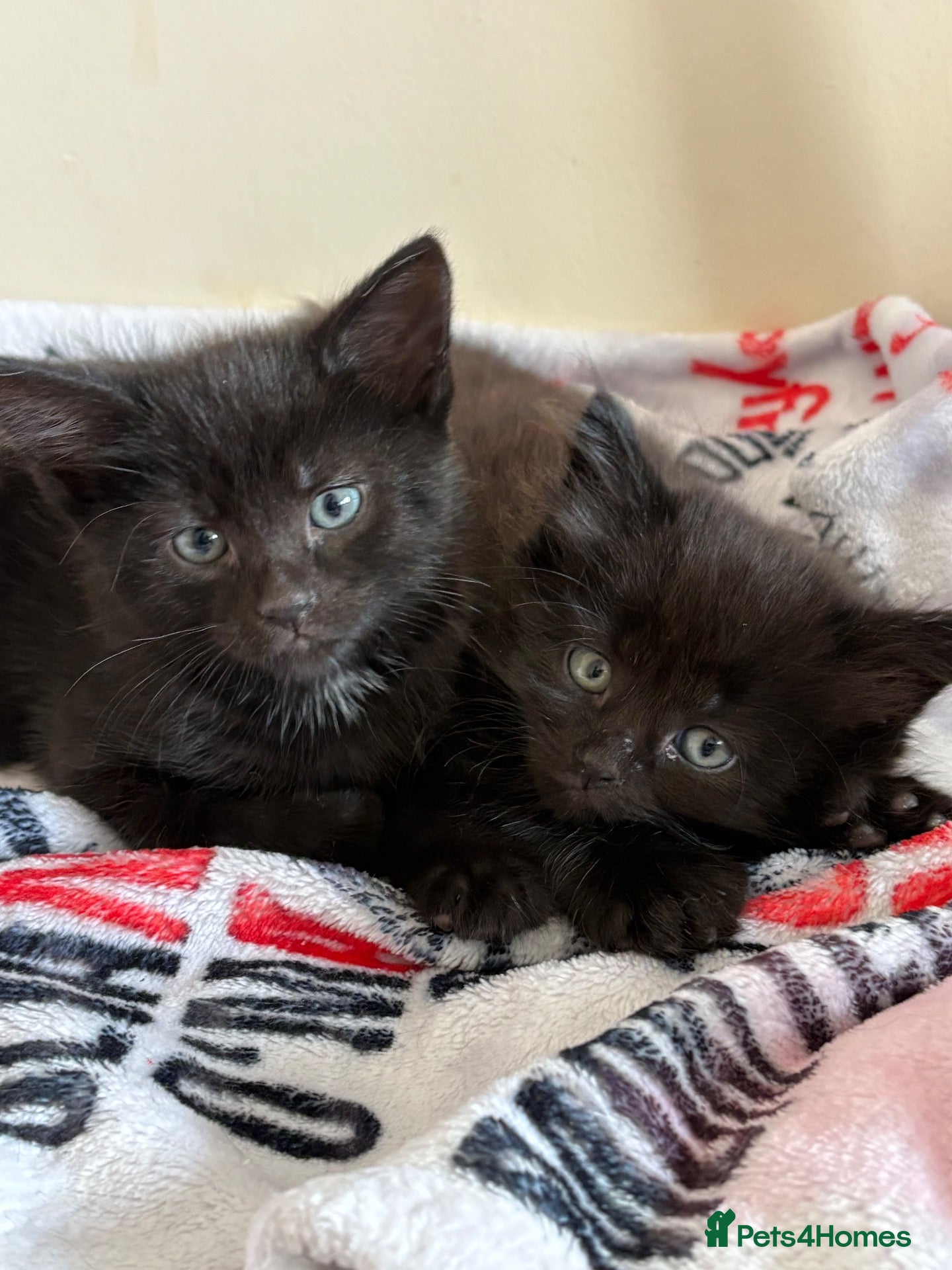 Maine Coon cats Maincoon X BSH kittens - Advert 1