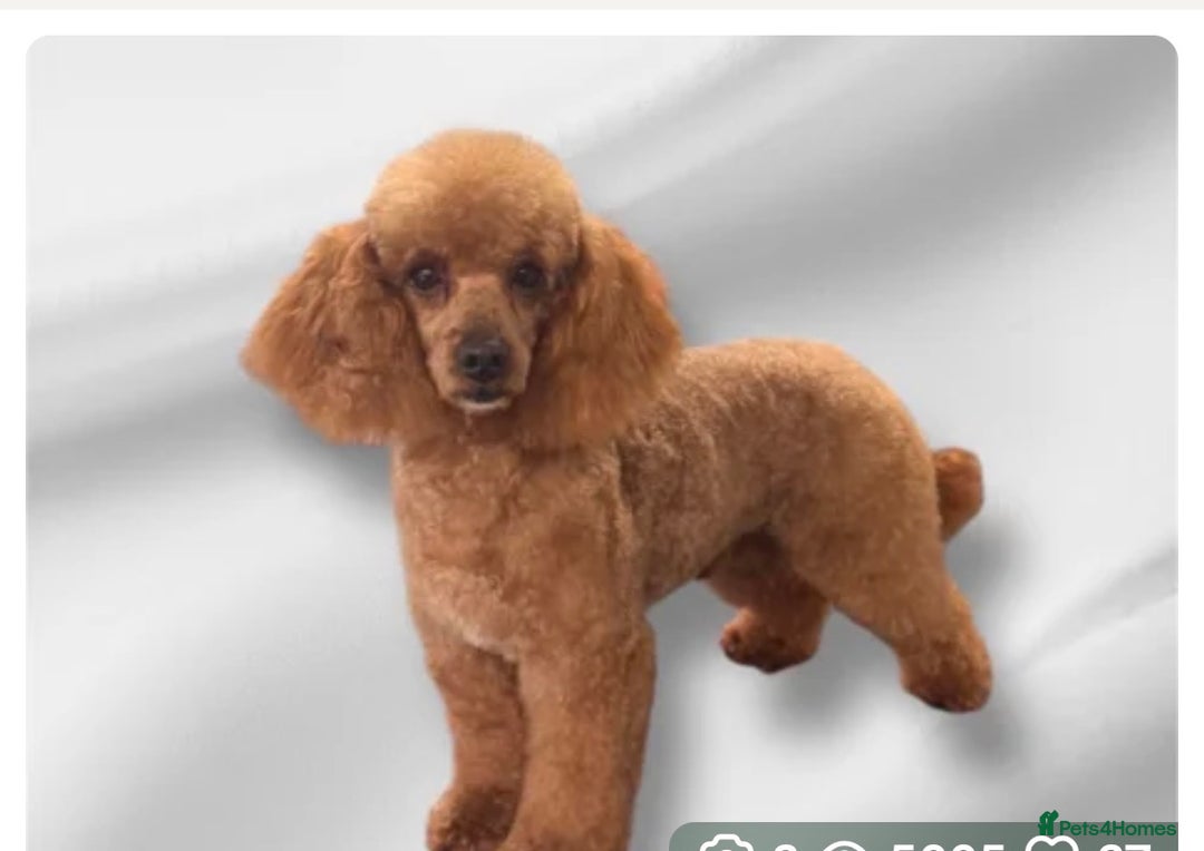 Cavapoo dogs for sale: Stunning F1 Cavapoo’s  - Advert 8