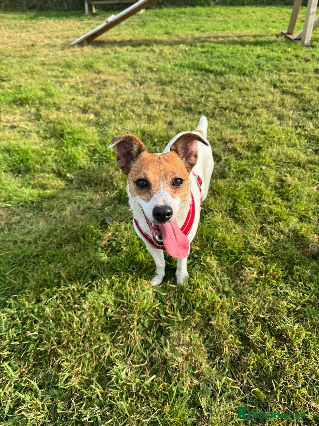 Jack Russell dogs for sale: Jack Russell Terrier  - Advert 2