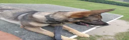 German Shepherd dogs for sale: Female working line DDR  - Advert 9