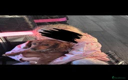 Miniature Dachshund dogs for sale: Miniature dachshund puppies  - Advert 1