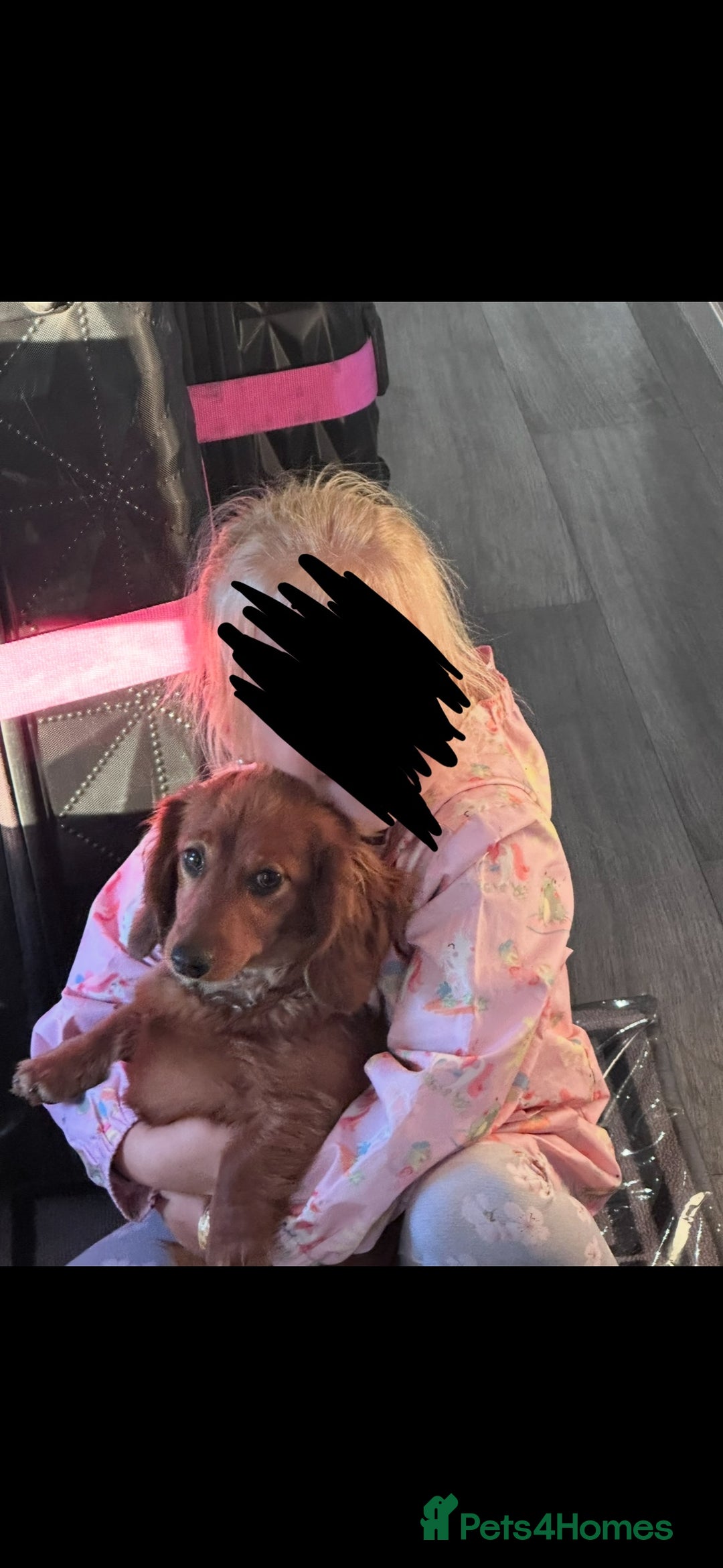 Miniature Dachshund dogs for sale: Miniature dachshund puppies  - Advert 1