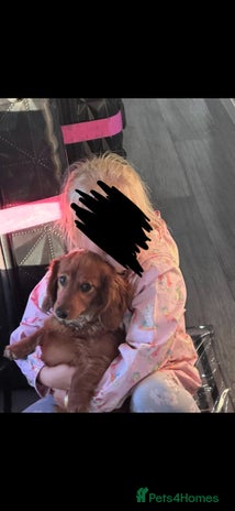 Miniature Dachshund dogs Miniature dachshund puppies - Advert 1