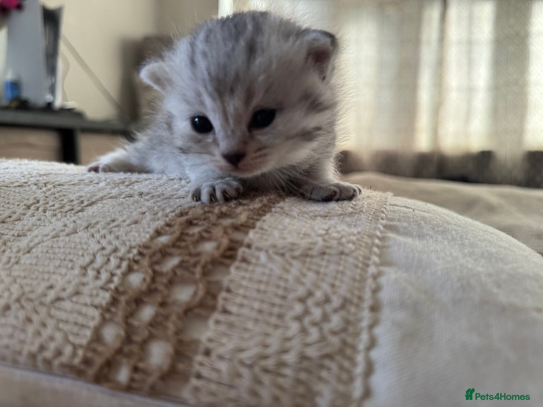 British Shorthair cats for sale: Beautiful lilac British shorthair X kittens - Image 10
