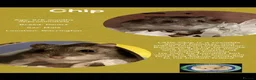 Hamster rodents for sale: Hamsters  - Advert 9