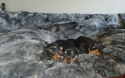 Miniature Dachshund dogs for sale: Miniature Dachshund Puppies  - Image 6
