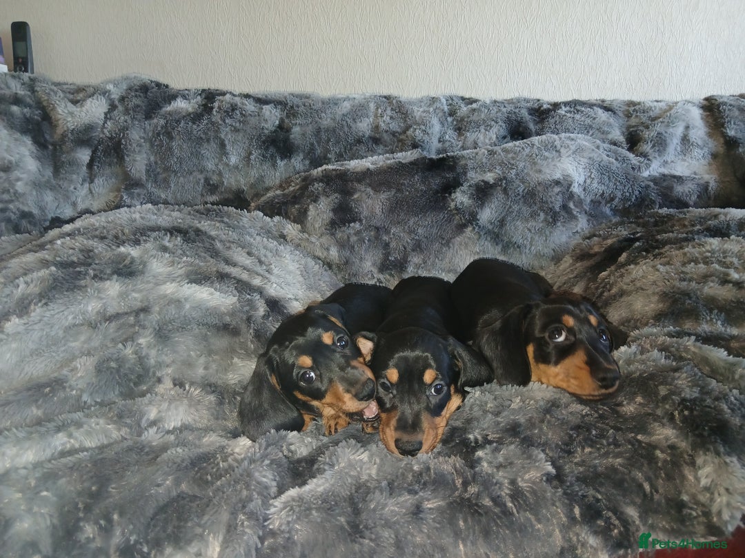 Miniature Dachshund dogs for sale: Miniature Dachshund Puppies  - Image 6