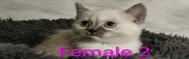 Persian cross sphynx 2