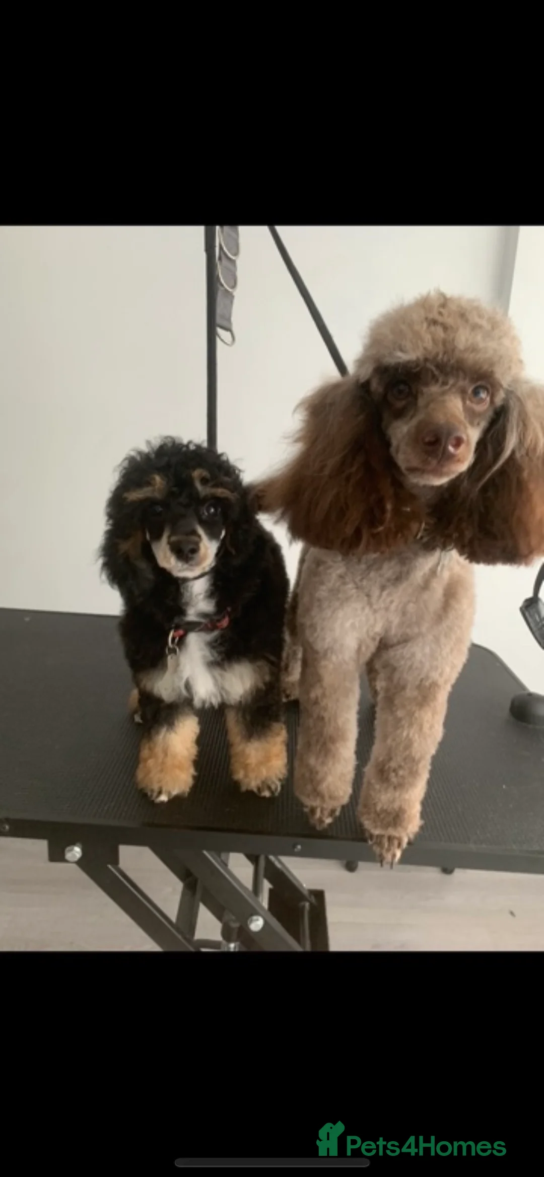Toy Poodle dogs for stud: Percy KC Chocolate Phantom Toy Poodle Stud in Middlesbrough - Advert 3