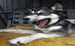 Siberian Husky dogs for sale: 6 month female husky  - Image 3