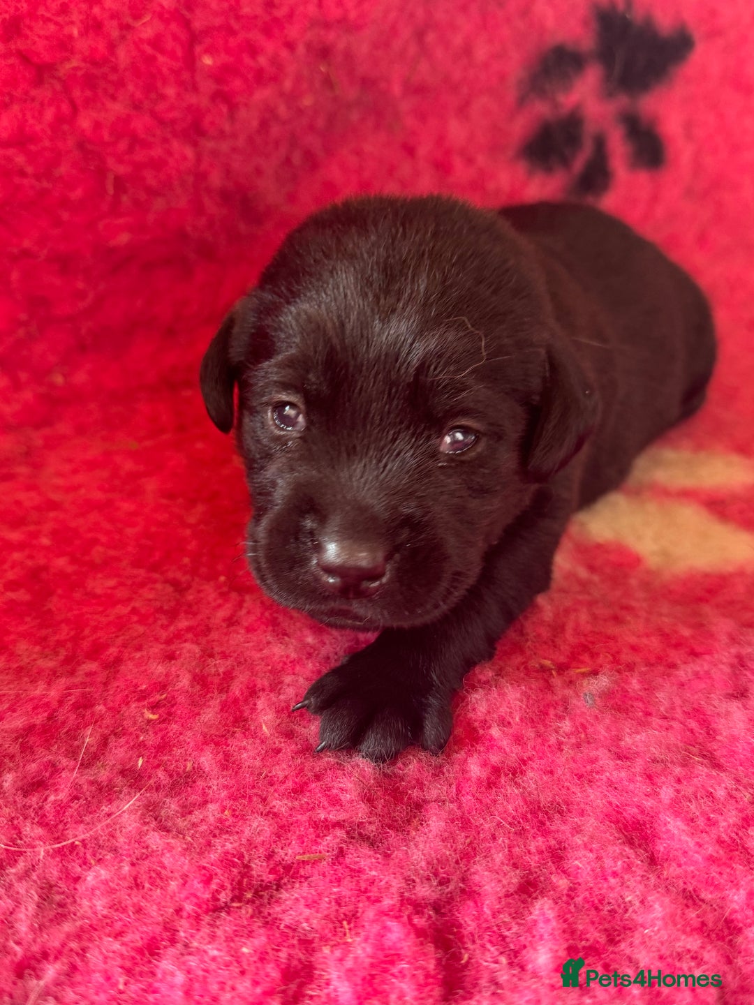 Labrador Retriever dogs for sale: Labrador puppies for sale  - Image 2