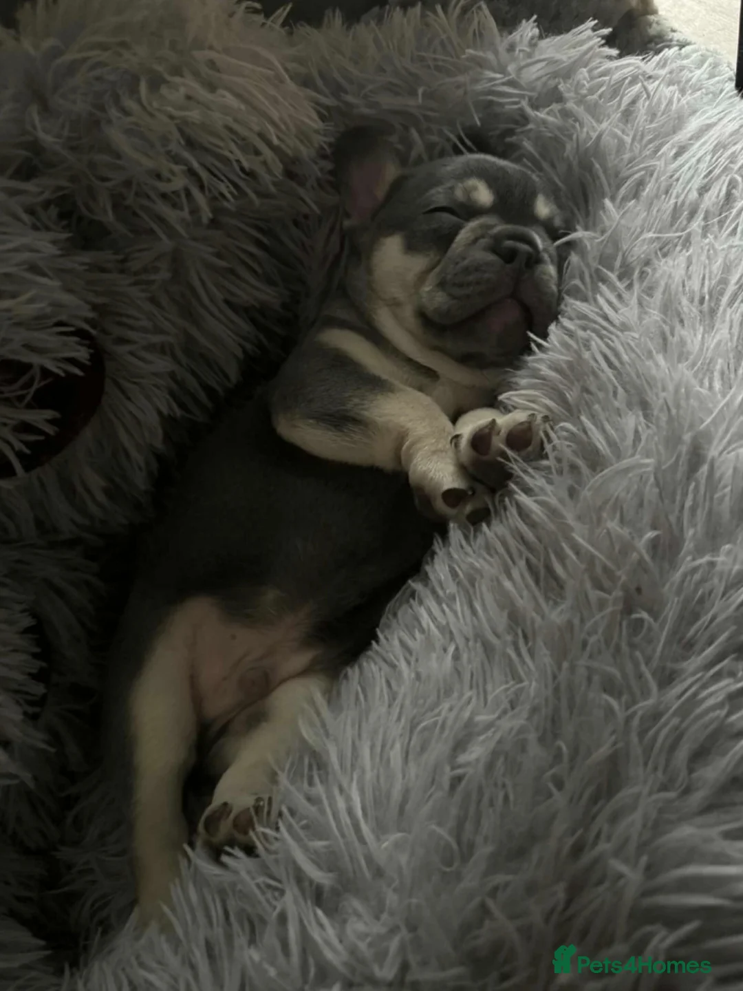 French Bulldog dogs for sale: 3 frechie puppies for sale  - Advert 3