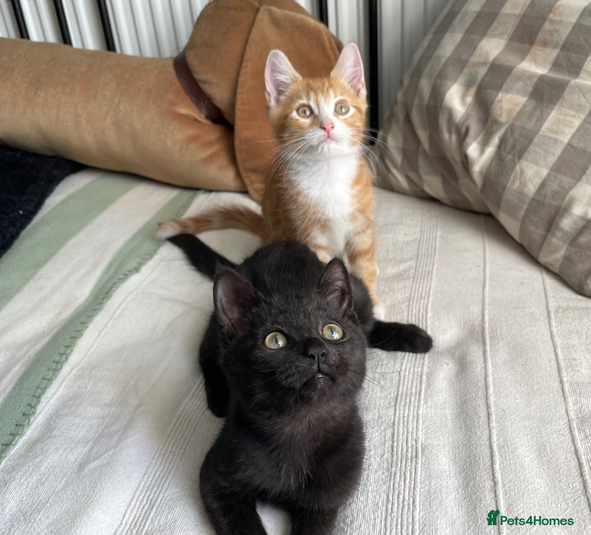 Domestic Shorthair cats Marshmallow & Rowan, 11-12 weeks approx - Advert 9
