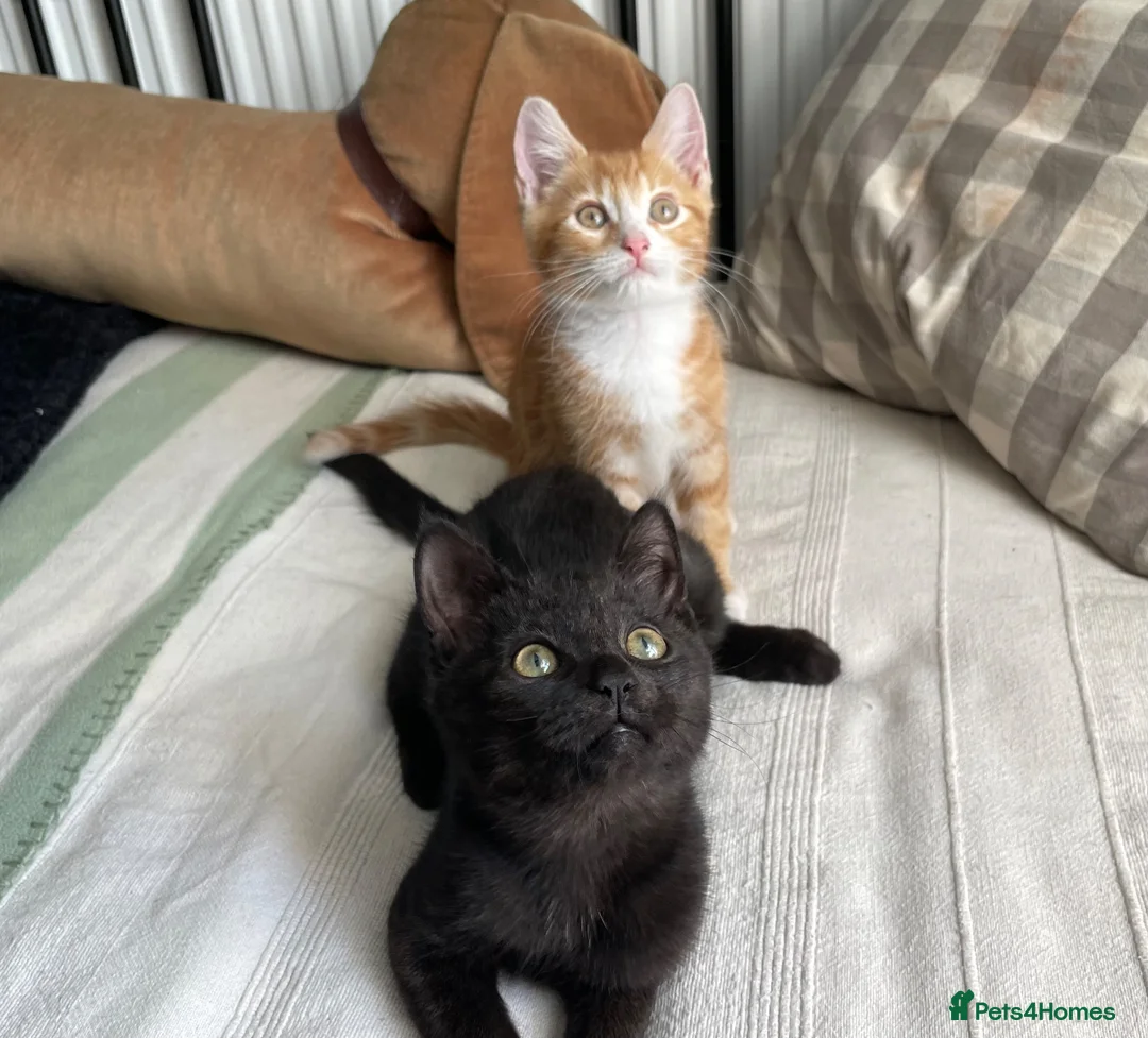 Domestic Shorthair cats for adoption: Marshmallow & Rowan, 11-12 weeks approx - Advert 1