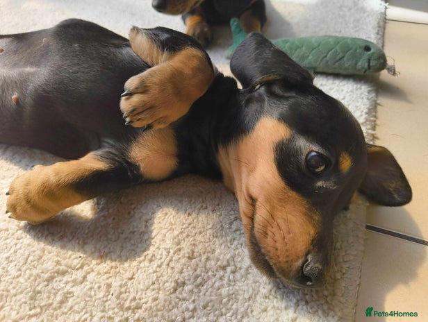 Miniature Dachshund dogs - Advert 6