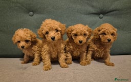Toy Poodle dogs for sale: Beautiful Red Toy Poodles - Image 1