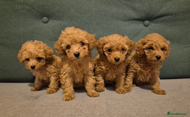 Toy Poodle dogs - Advert 1