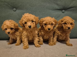 Toy Poodle dogs - Advert 1