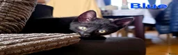 Domestic Shorthair cats for sale: ×2 Black (M) Kittens fully vax flead and dewormed - Advert 14