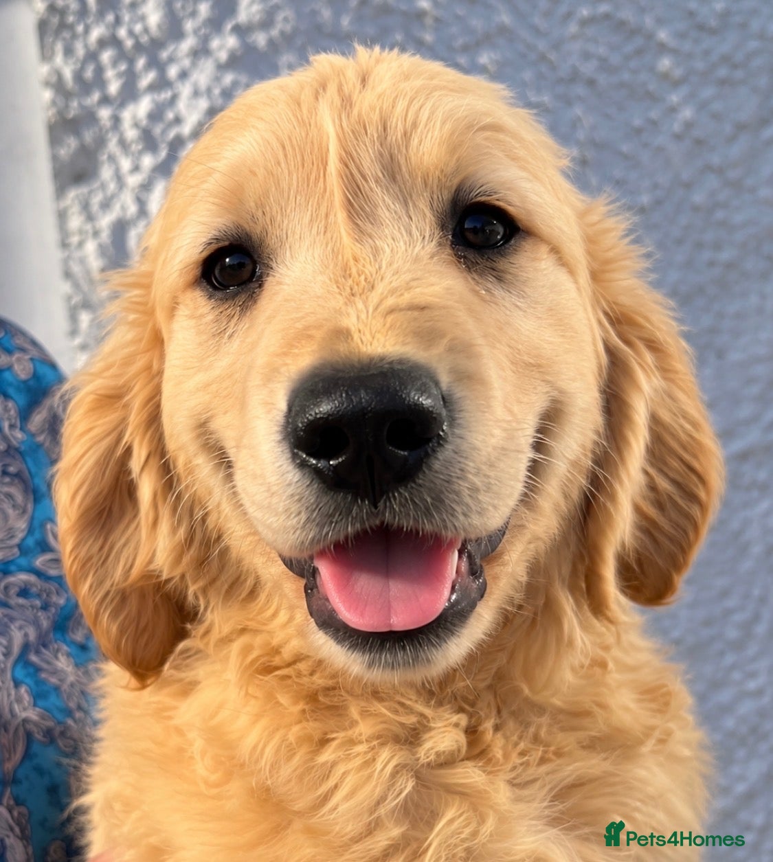 Golden Retriever dogs Health tested DNA happy KC puppies - Advert 1
