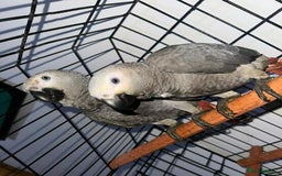 Parrots birds for sale: Super Sweet friendly African Grey Tamed-handfed - Image 3
