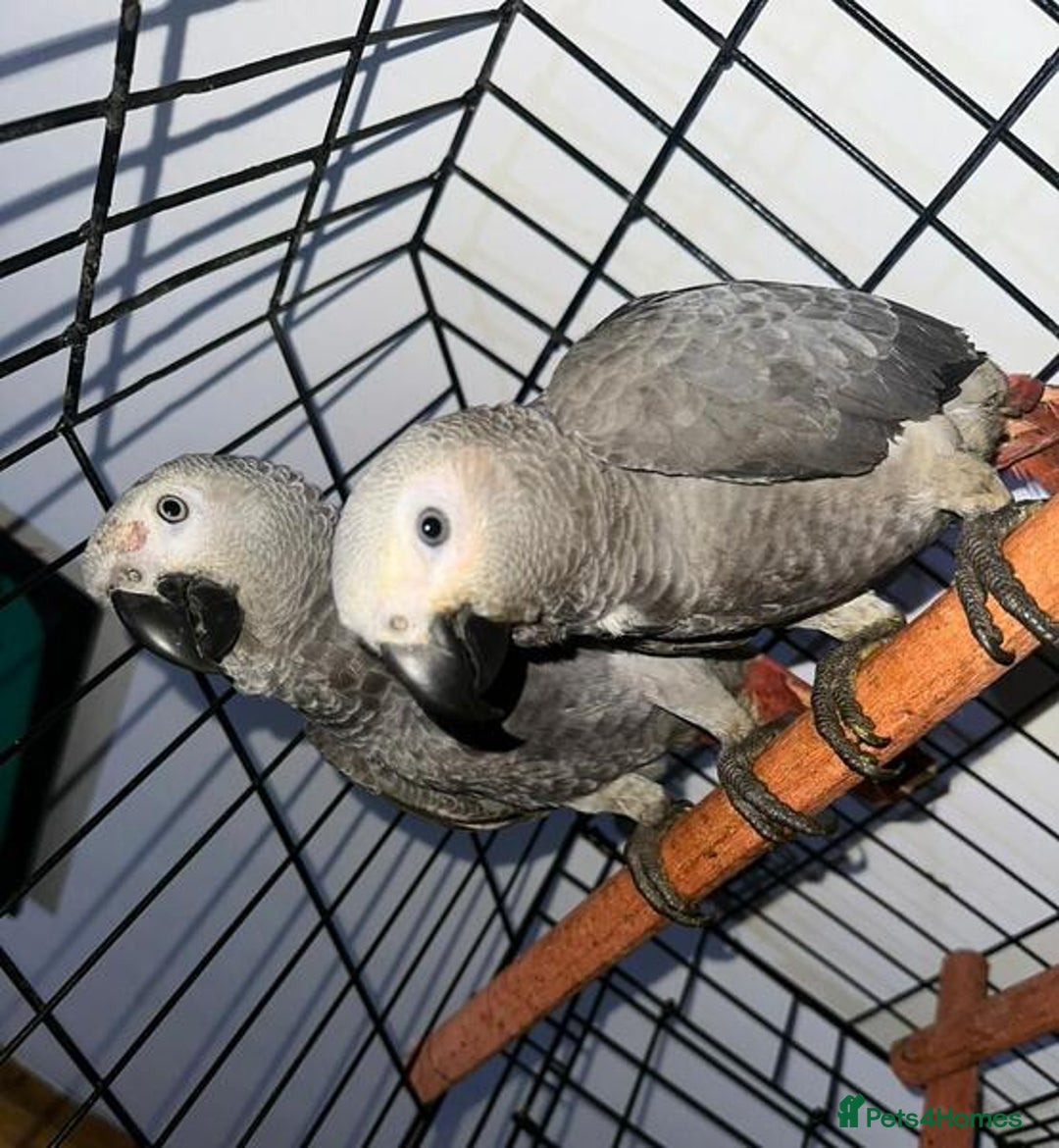 Parrots birds for sale: Super Sweet friendly African Grey Tamed-handfed - Image 3