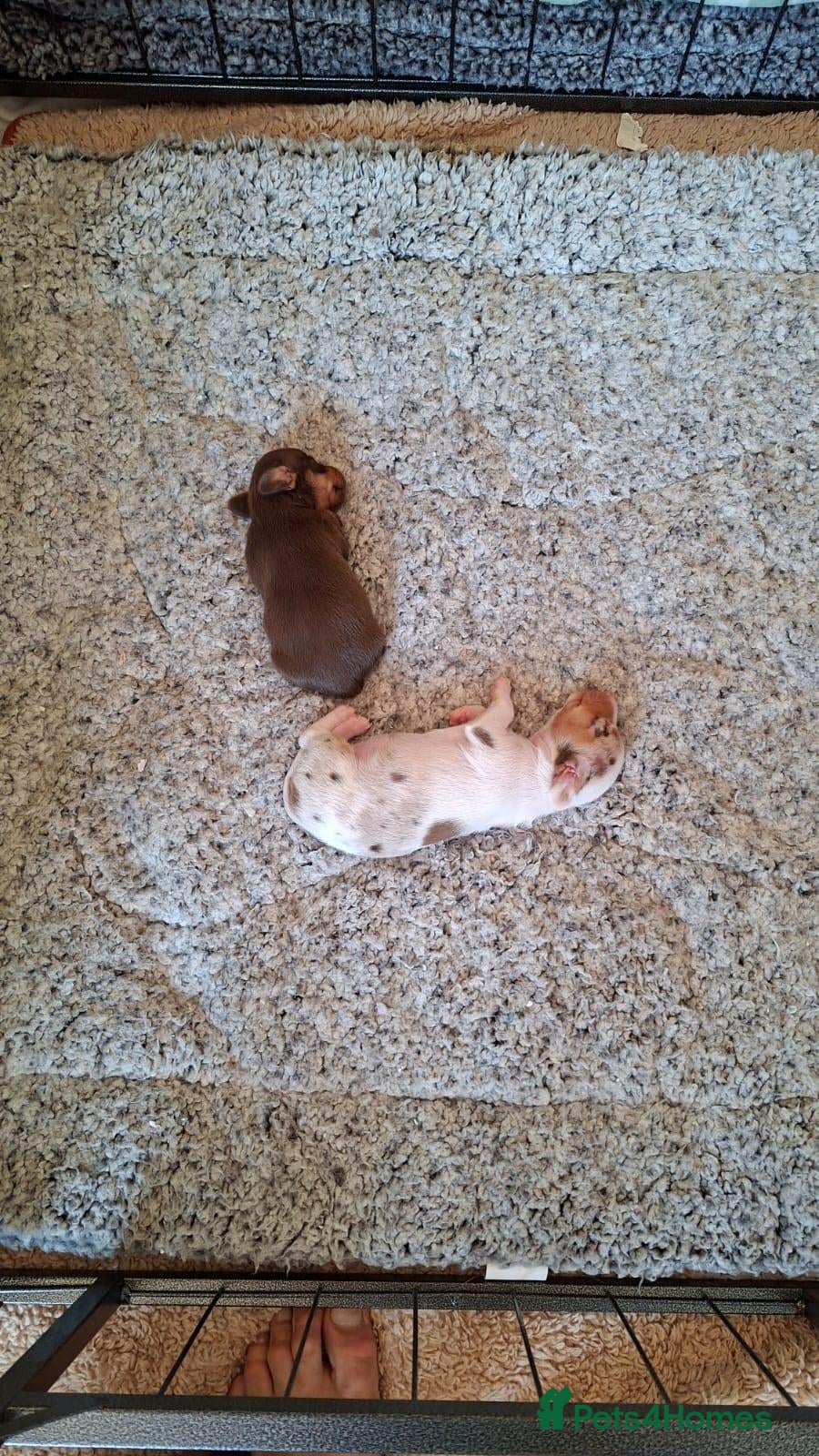 Miniature Dachshund dogs Miniature dachshund  - Advert 1