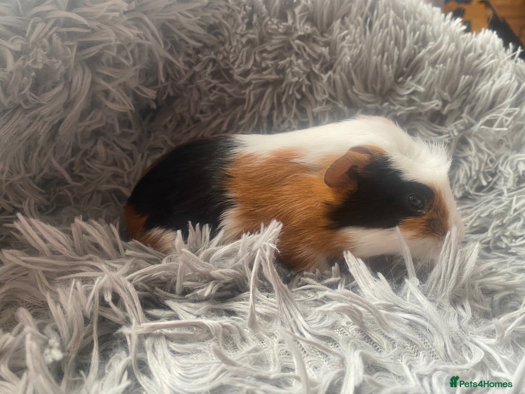 Guinea Pig rodents for sale: Guinea pigs  - Image 10