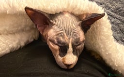 Sphynx cats for sale: Beautiful Calico kitten  - Image 6