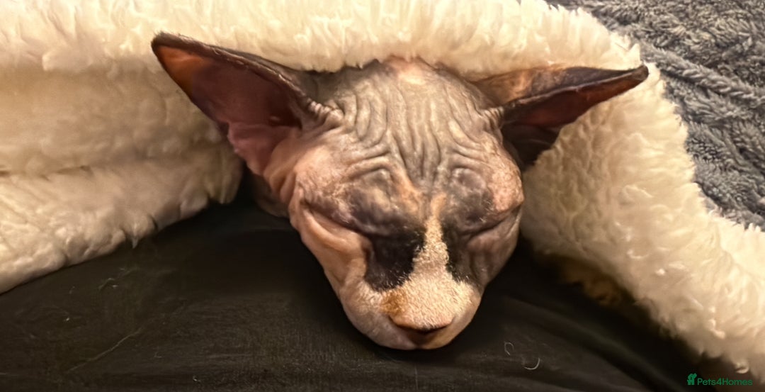 Sphynx cats for sale: Beautiful Calico kitten  - Image 6