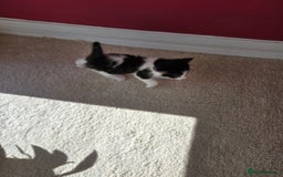 Mixed Breed cats for sale: Adorable Black & White Kittens - Image 32