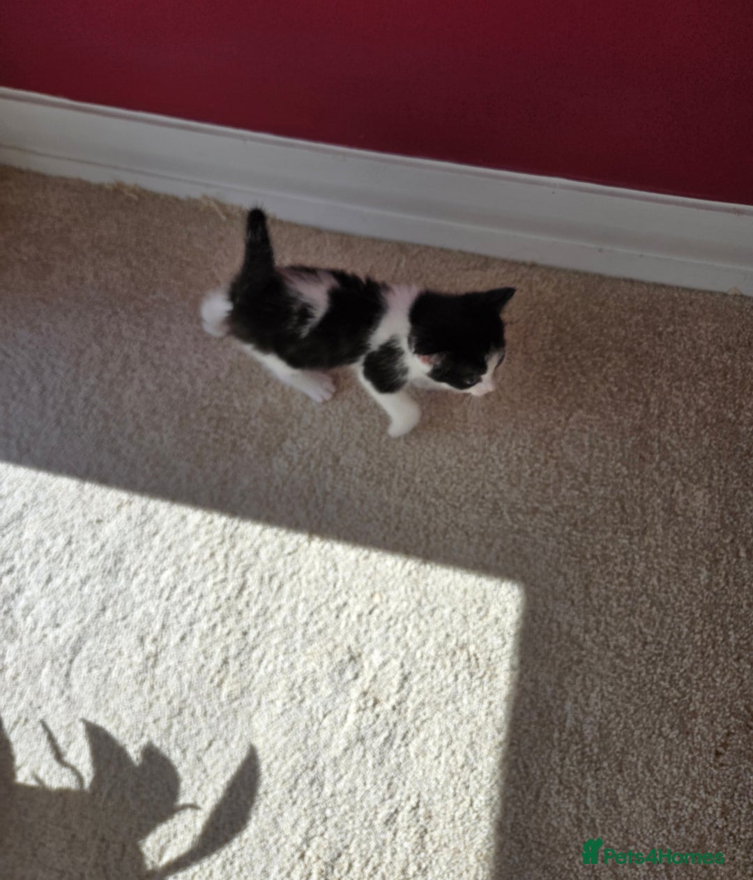 Mixed Breed cats for sale: Adorable Black & White Kittens - Image 32