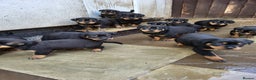 Rottweiler dogs for sale: Rotty pupps for sale 13 ( 6 girl 6 boy) left - Advert 4