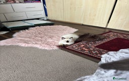 Ragdoll cats for sale: Ragdoll kittens - Image 20