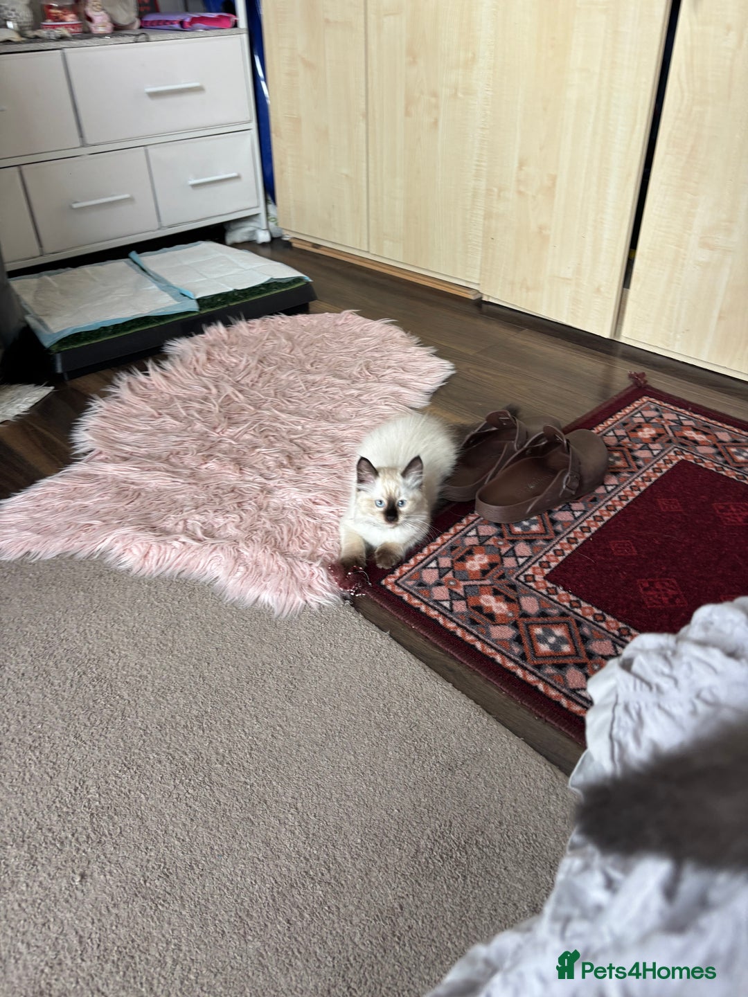 Ragdoll cats for sale: Ragdoll kittens - Image 20