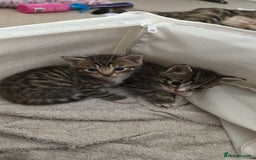 Mixed Breed cats for sale: Beautiful kittens - Image 21