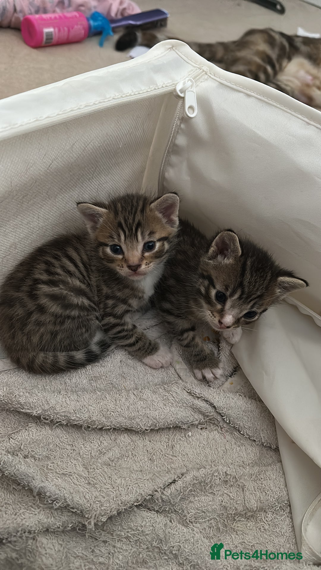 Mixed Breed cats for sale: Beautiful kittens - Image 21