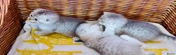 Scottish Fold cats for sale: Beautiful Scottish fold/straight ready to reserve  - Advert 11
