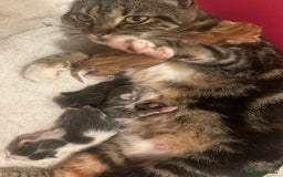 Mixed Breed cats for sale: ready to go  - Image 7