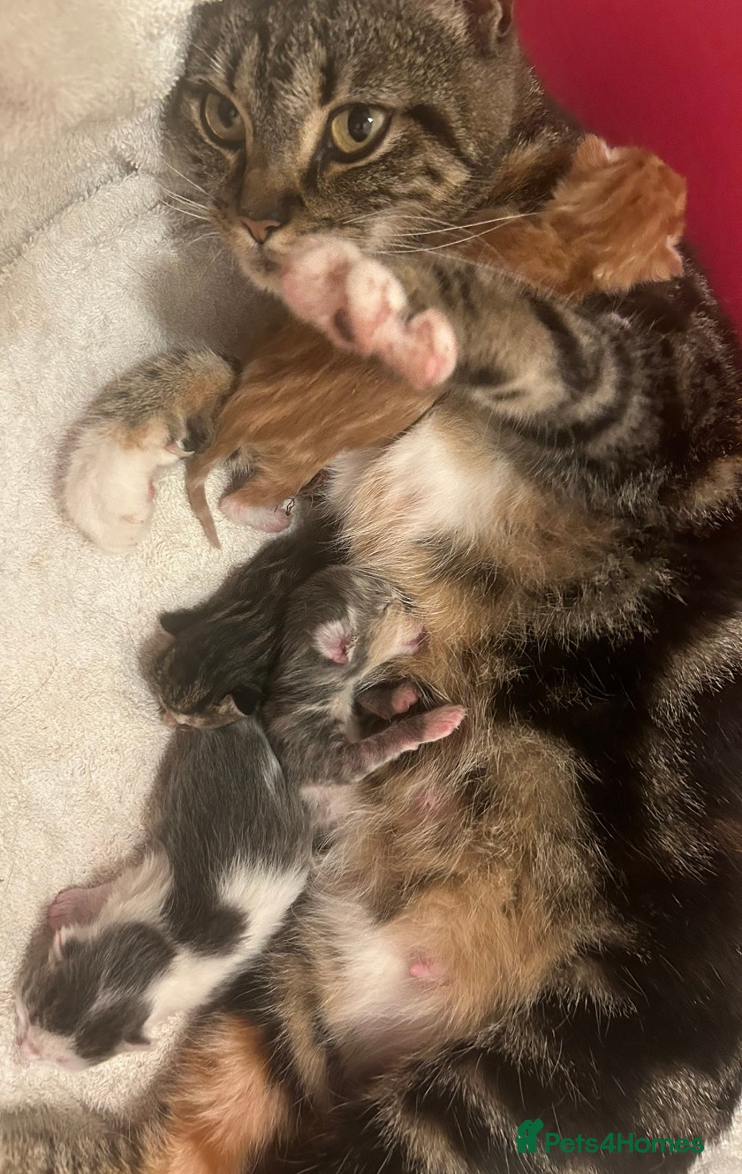Mixed Breed cats for sale: ready to go  - Image 7
