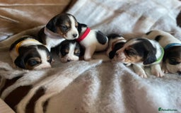 Beagle dogs for sale: Chunky type beagles  - Image 4