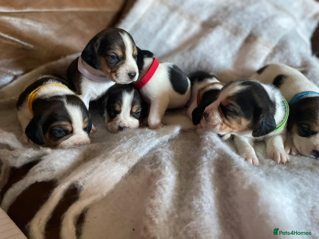 Beagle dogs for sale: Chunky type beagles  - Image 4