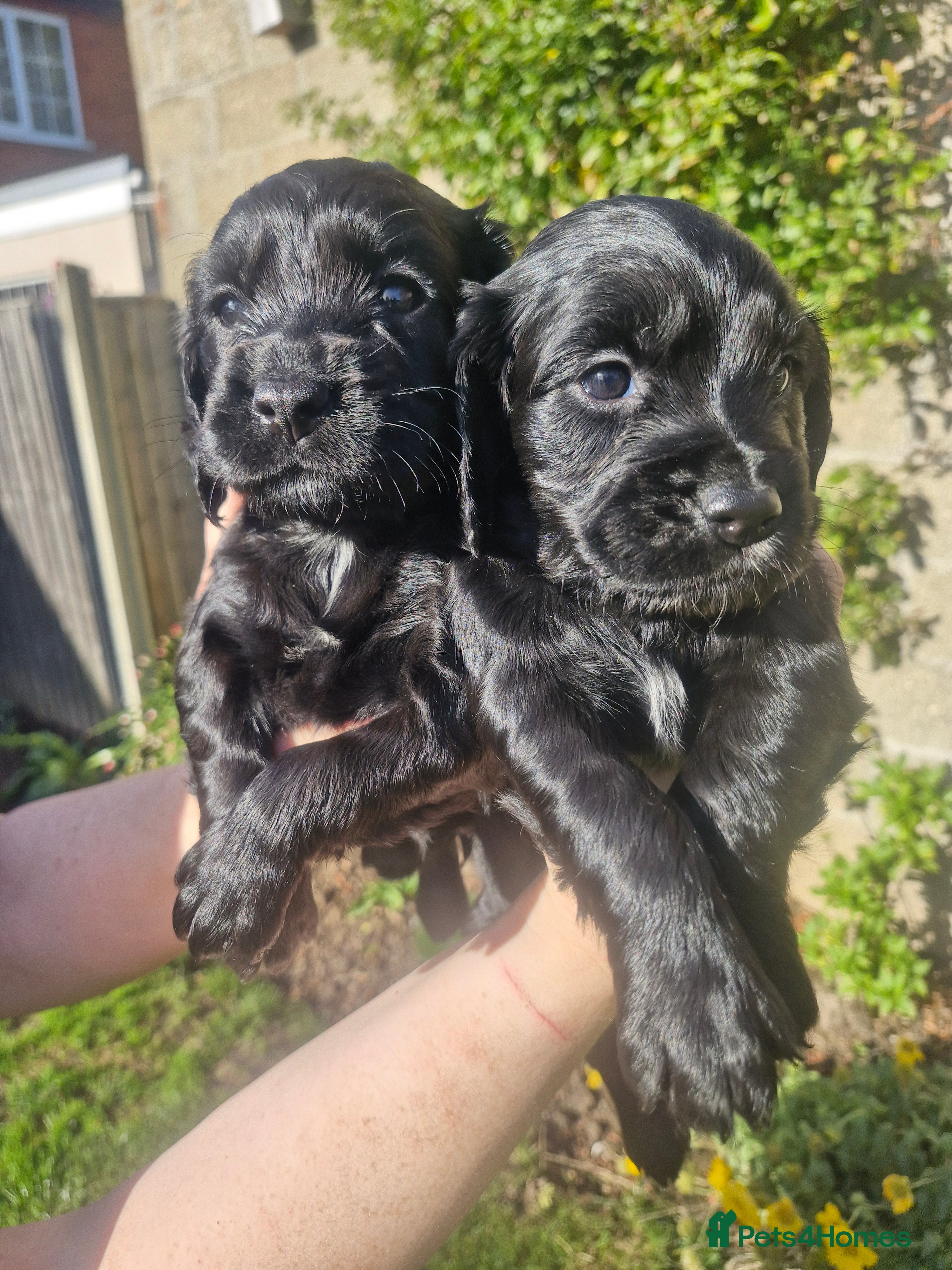 Cocker Spaniel dogs for sale: KC registered working cocker spaniels - Advert 2