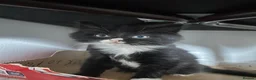 Mixed Breed cats for sale: 4 beautiful kittens  - Advert 2