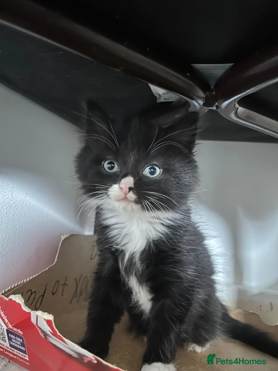 Mixed Breed cats for sale: 4 beautiful kittens  - Advert 2