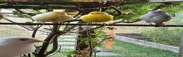 Canaries birds for sale: Mixed canaries  in Halstead - Advert 2
