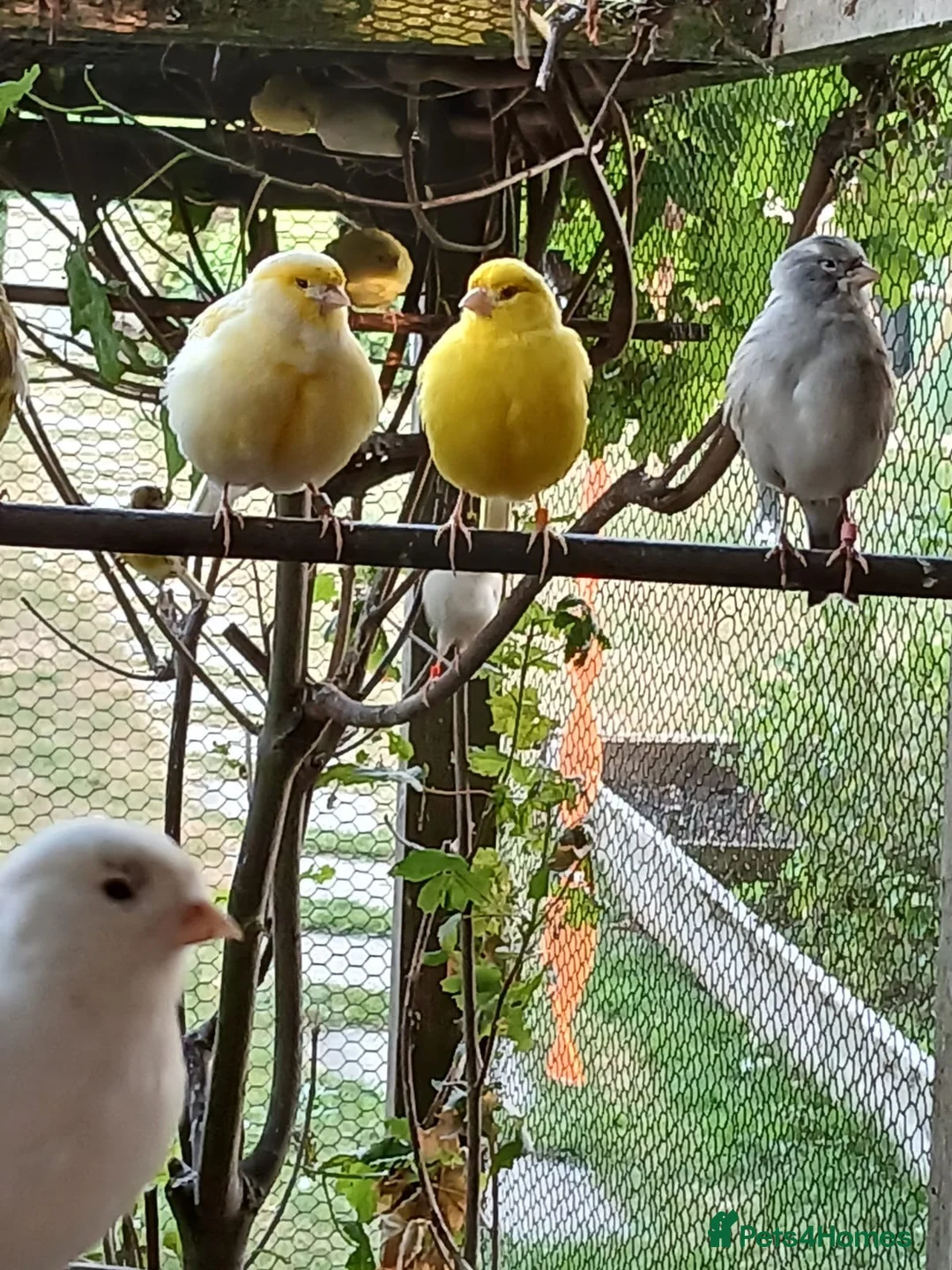Canaries birds for sale: Mixed canaries  in Halstead - Advert 2