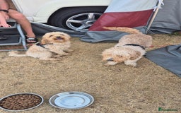 Mixed Breed dogs for sale: Cavapochon puppies  - Image 5