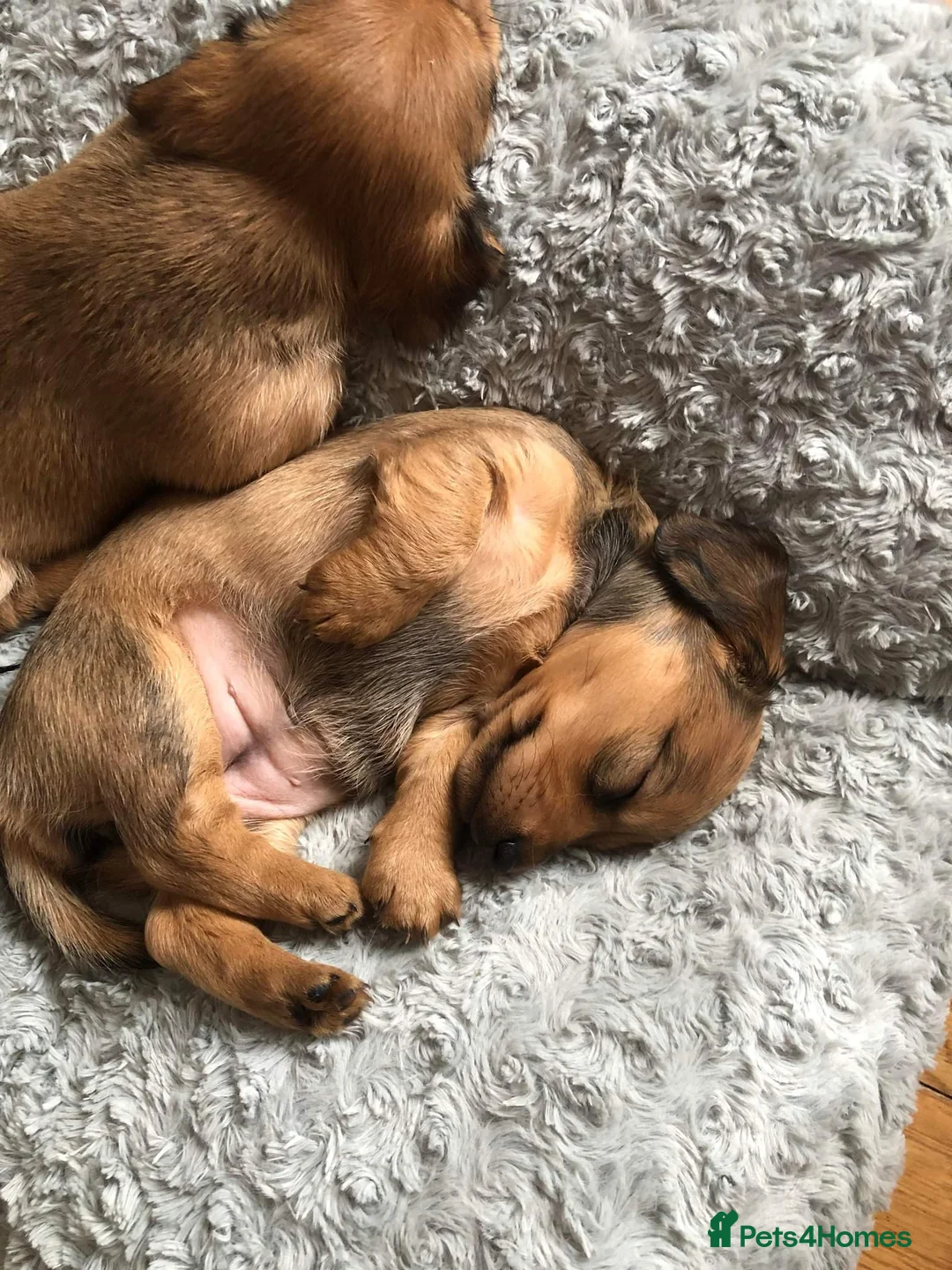 Miniature Dachshund dogs for stud: Quality Cream Long Haired Mini Dachshund in Launceston - Advert 15