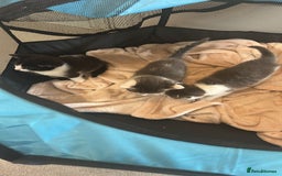 British Shorthair cats for sale: Cute Russian blue x British shorthair kittens  - Advert 2